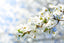 White flowers on a branch